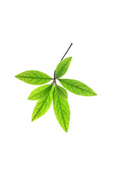 tree leaf isolated on the white  background.