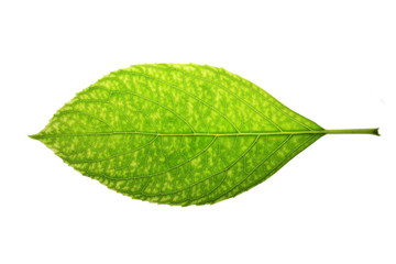 Fototapeta na wymiar Tree leaf and white background