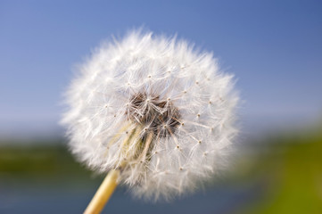 Naklejka premium mniszek lekarski