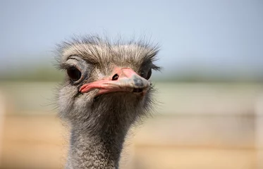 Foto op Plexiglas Struisvogel struisvogelportret in de boerderij