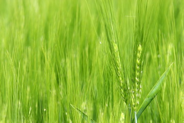 Getreidefeld im Frühling 