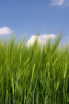 Getreidefeld im Frühling bei blauem Himmel Hochformat