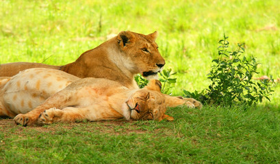 Sleeping lions