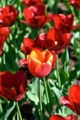 Beautiful spring flowers