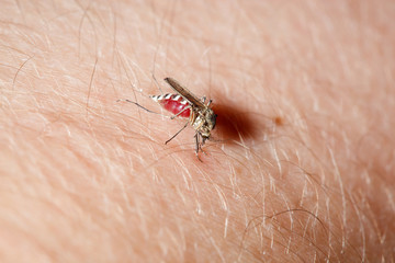 Culex pipiens, northern house Mosquito