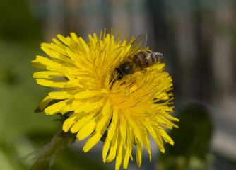 Dandelion