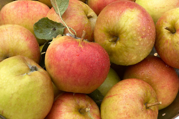 Apples