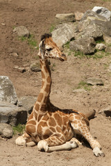 baby giraffe laying on the ground