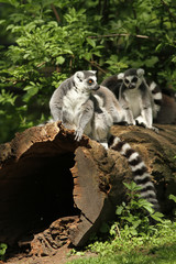 Ring-tailed lemur sitting on a log