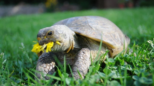 Landschildkr&ouml;te frisst L&ouml;wenzahnbl&uuml;te