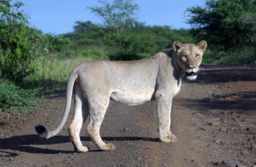 Begegnung mit einer Löwin