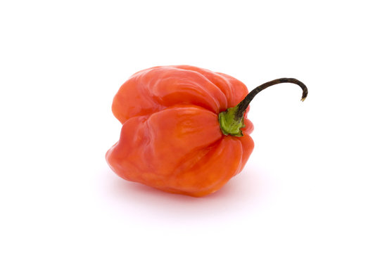 Red Scotch Bonnet Chilli Pepper