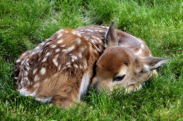 fawn resting in the grass