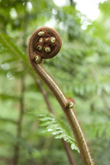 Expanding young fern close up