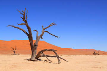 Dead Vlei, Sossuvlei, Namibie