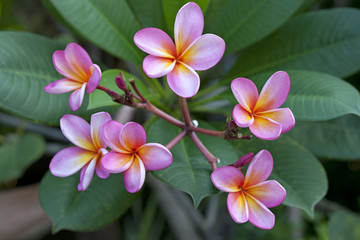 Pink frangipani outdoors