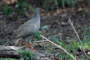 Rebhuhn Steppe Namibia