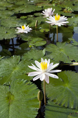 White waterlilies in a pond