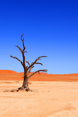 Dead Vlei, Sossuvlei, Namibie