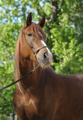 Fototapeta premium Portrait of a red mare