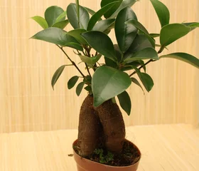 Cercles muraux Bonsaï plante d& 39 intérieur asiatique
