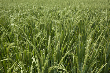 Fresh rice on a stalk in the rice fields