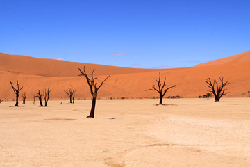 Dead Vlei, Sossuvlei, Namibie