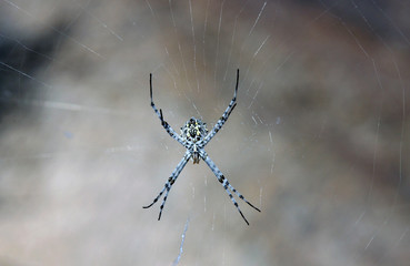 Spinne Südafrika