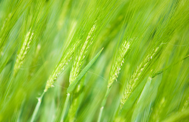 Green wheat spikes