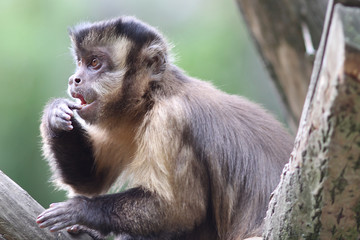 Capuchin Monkey with interesting expression on his face