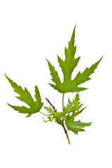 Silver maple leaves
