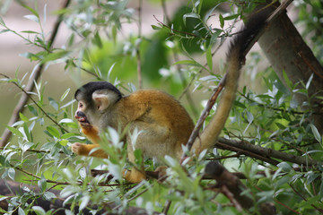 Squirrel Monkey