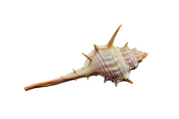 sea shell