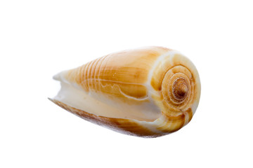 sea shell