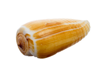 sea shell