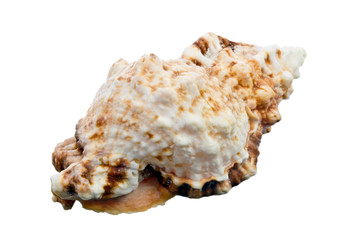 sea shell