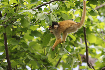 Squirrel Monkey