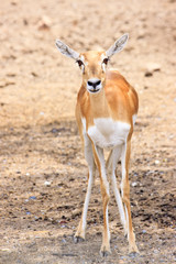 Fototapeta premium Cute young deer or antelope from a safari zoo staring at camera