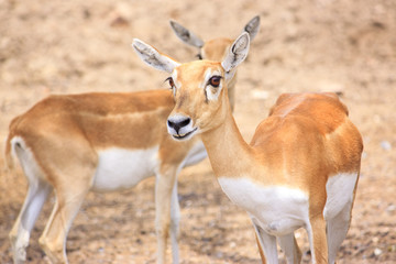 Naklejka na ściany i meble Cute young deer or antelope from a safari zoo staring at camera