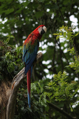 Scarlet Macaw