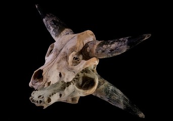 Cow skull on a mirror