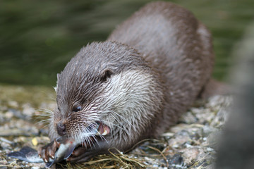 Fototapeta premium Otter