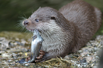 Otter