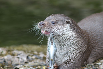 Otter