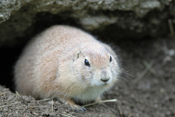 Prairie Dog