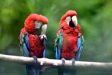 Scarlet Macaw