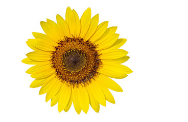 Pollen grains in a sunflower isolated on white