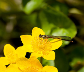 Large Red Damselfly