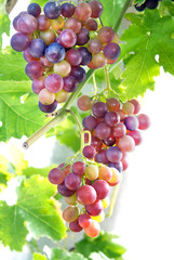 Bunches of grapes