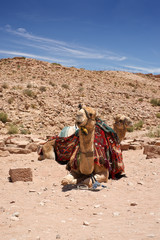 Camel dromedary in Petra, Jordan desert.